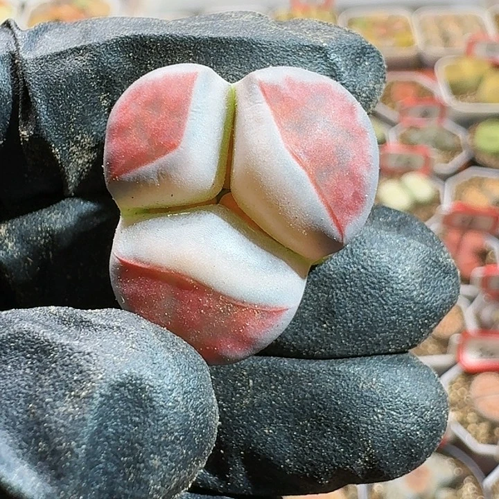 西**普生石花11111111。  122