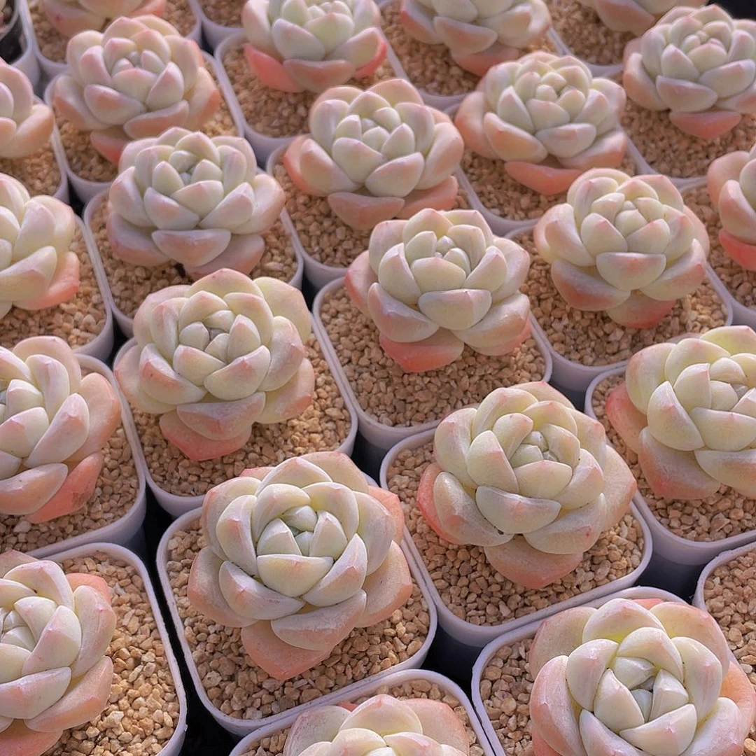 量拍100号 樱花钻石冰玉单头2个