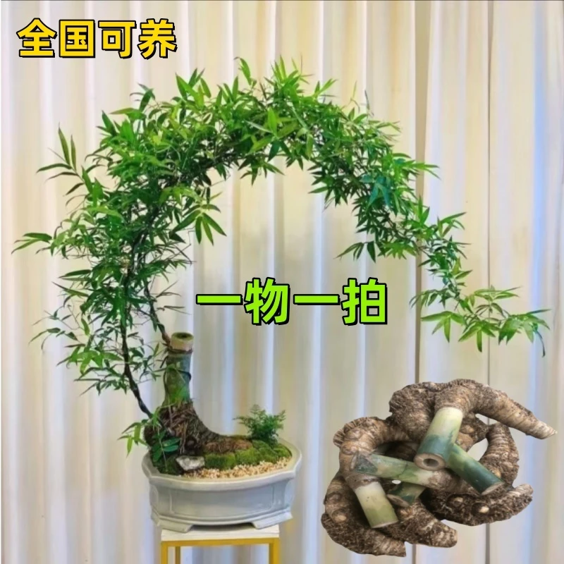 【新鲜/小叶簕竹】盆栽室内/花园/老桩大盆竹绿植盆栽2