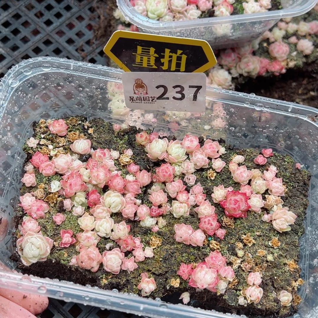 多肉植物多肉植物