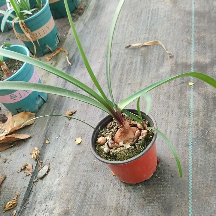 完全开放啦啦啦啦啦啦啦啦