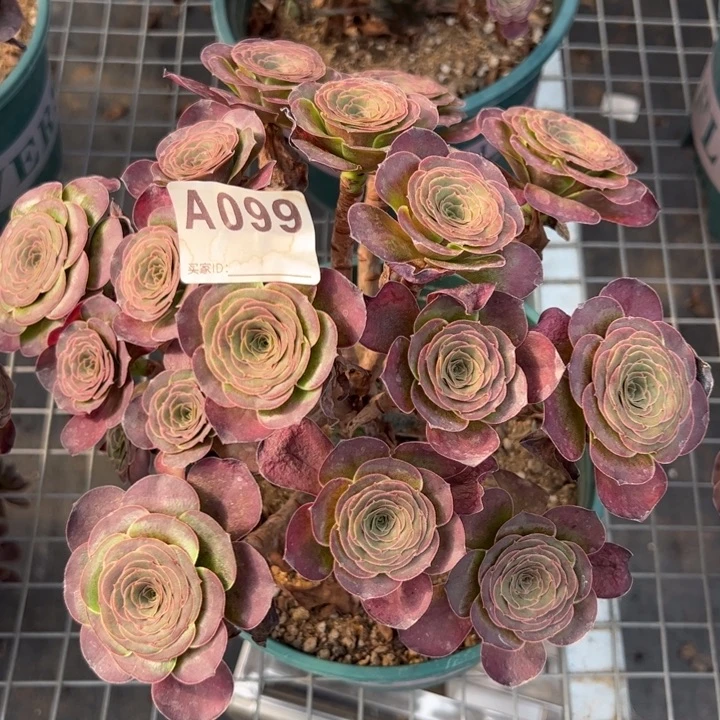 099魅金玫瑰朵朵23厘米左右