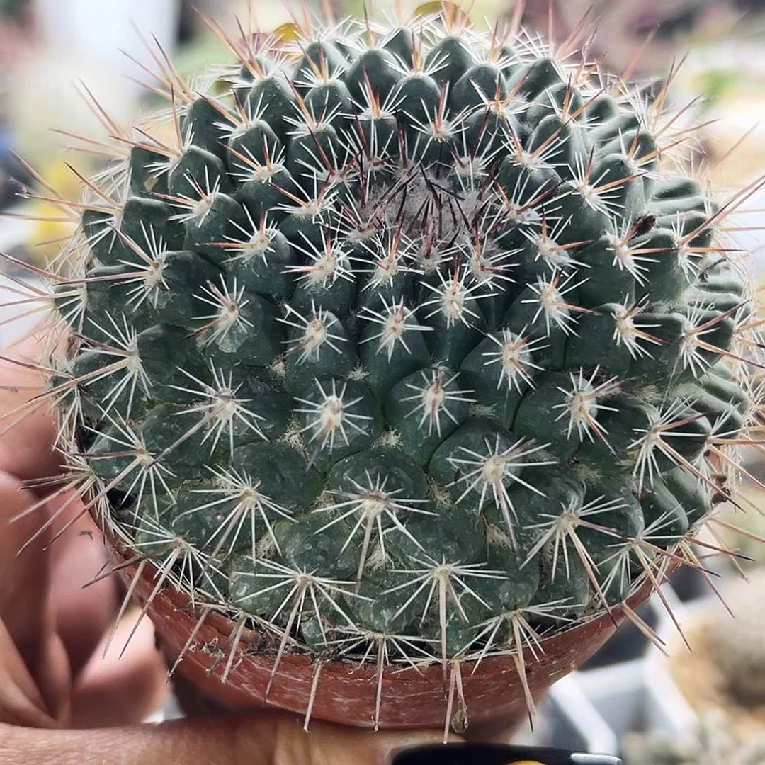 实生琳达仙人球66666666