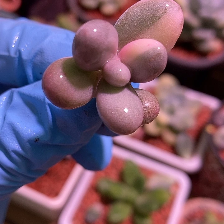 月亮石奶酪锦多肉植物