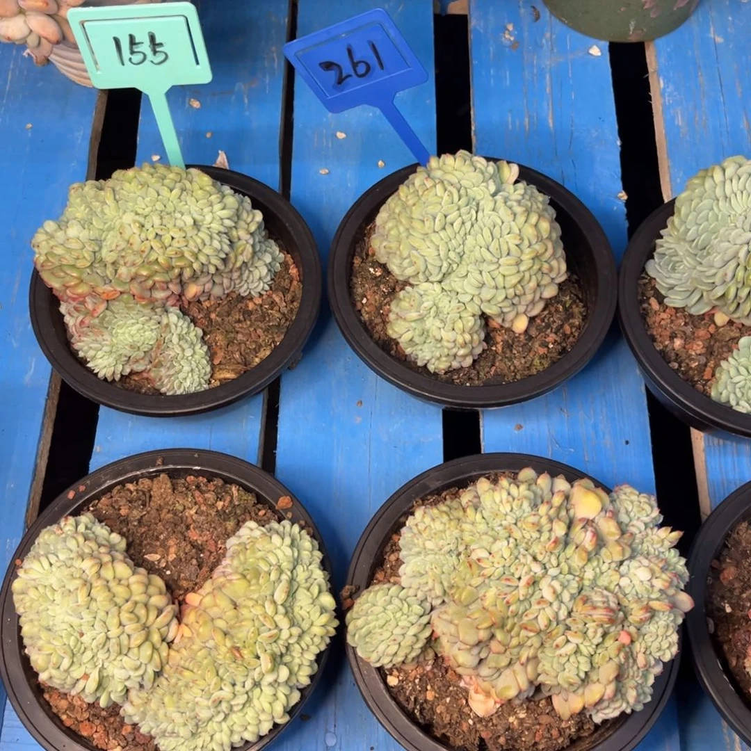 小雨多肉白胖子缀化