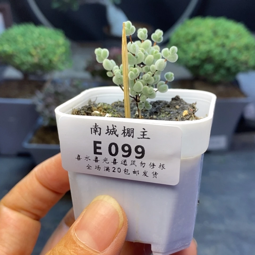099实生白体莱斯枝干