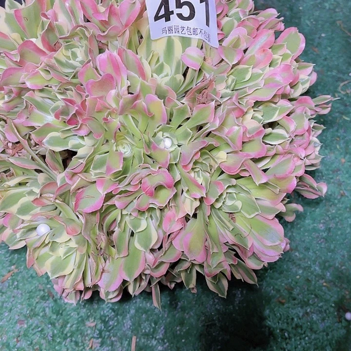 【闪购商品】贞**上451白凤2-9