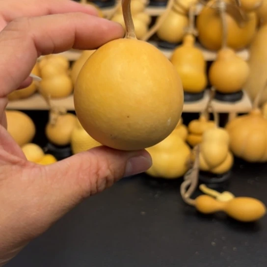 派*鑫1556999999999