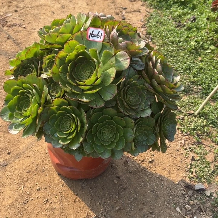16-61拉丝朵朵多肉植物