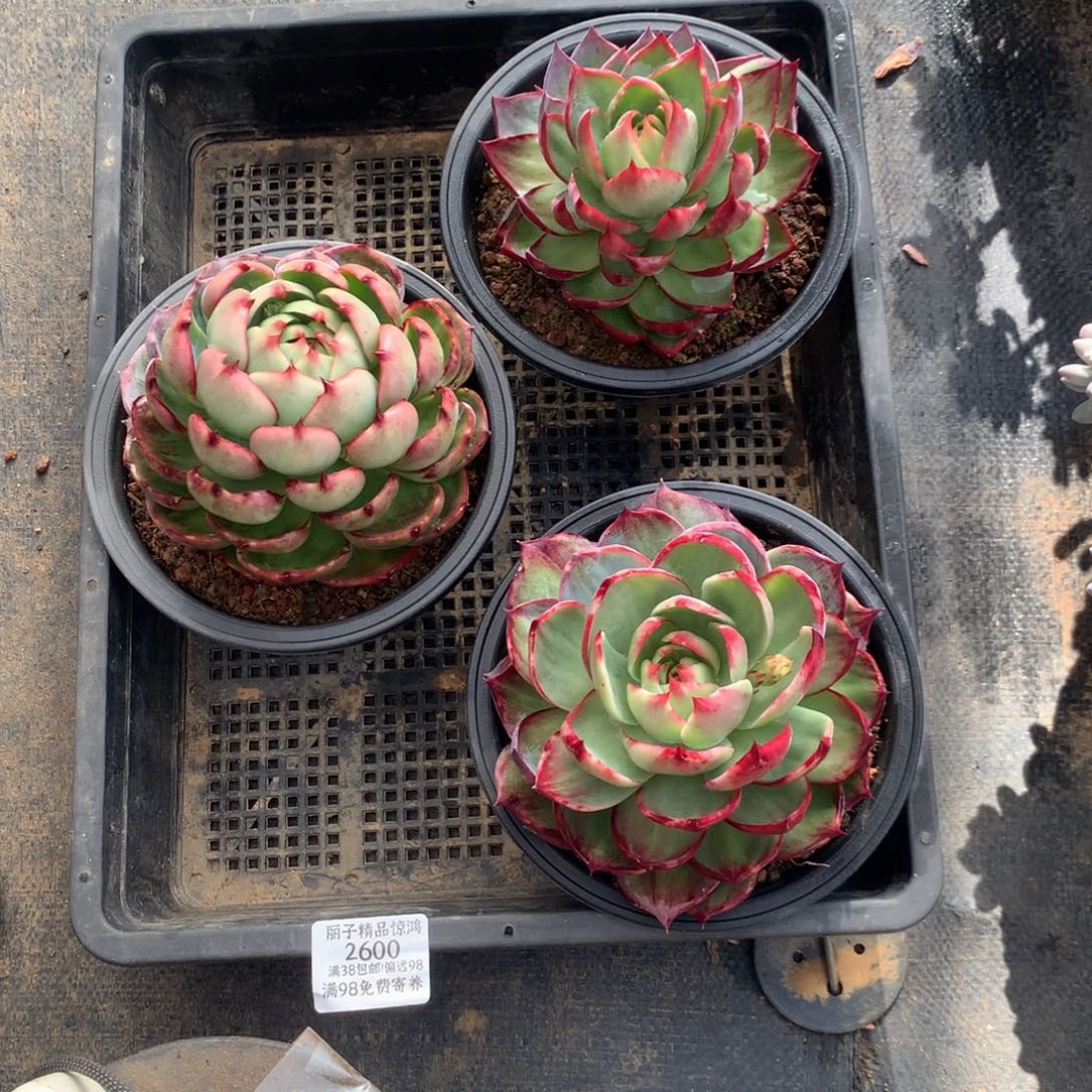 2600一物一拍3颗12厘米