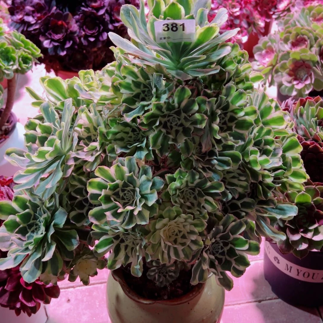 381白兰地法师多肉植物