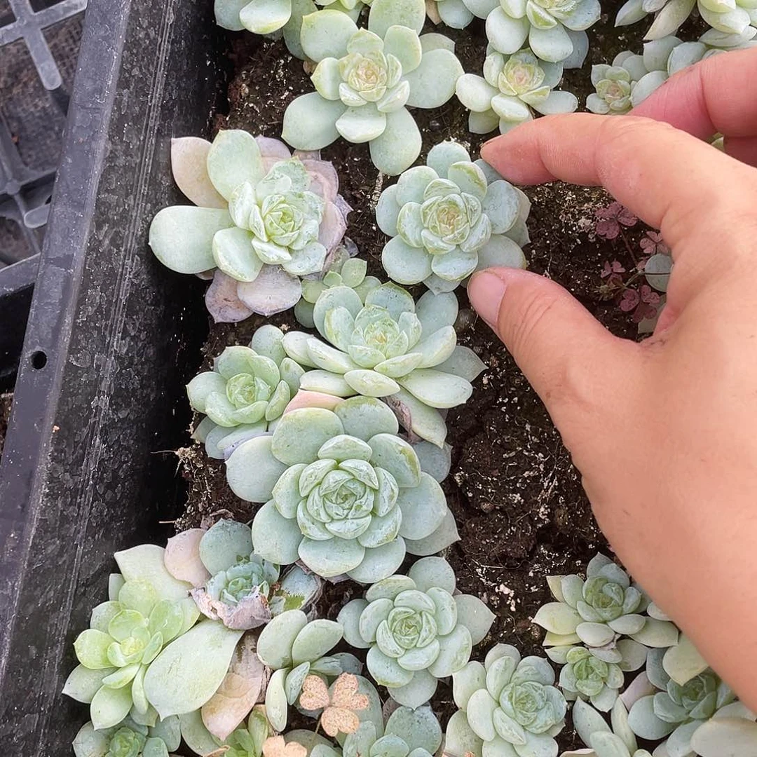 白雪冰魄中苗穴一个满25包邮