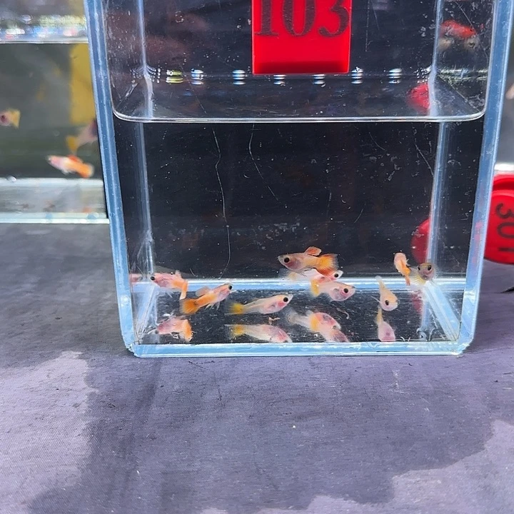 孔雀鱼玥****?103号，10条