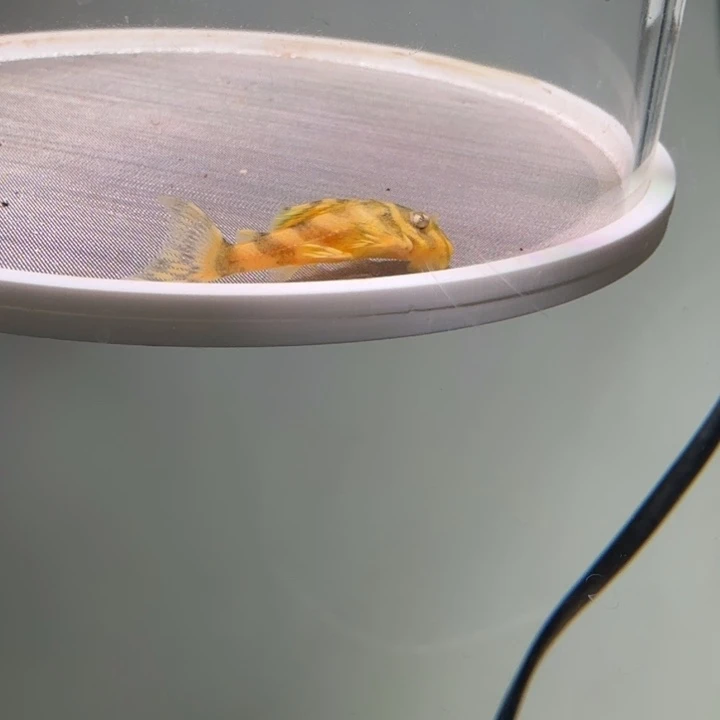 清道夫鱼7号皇室333