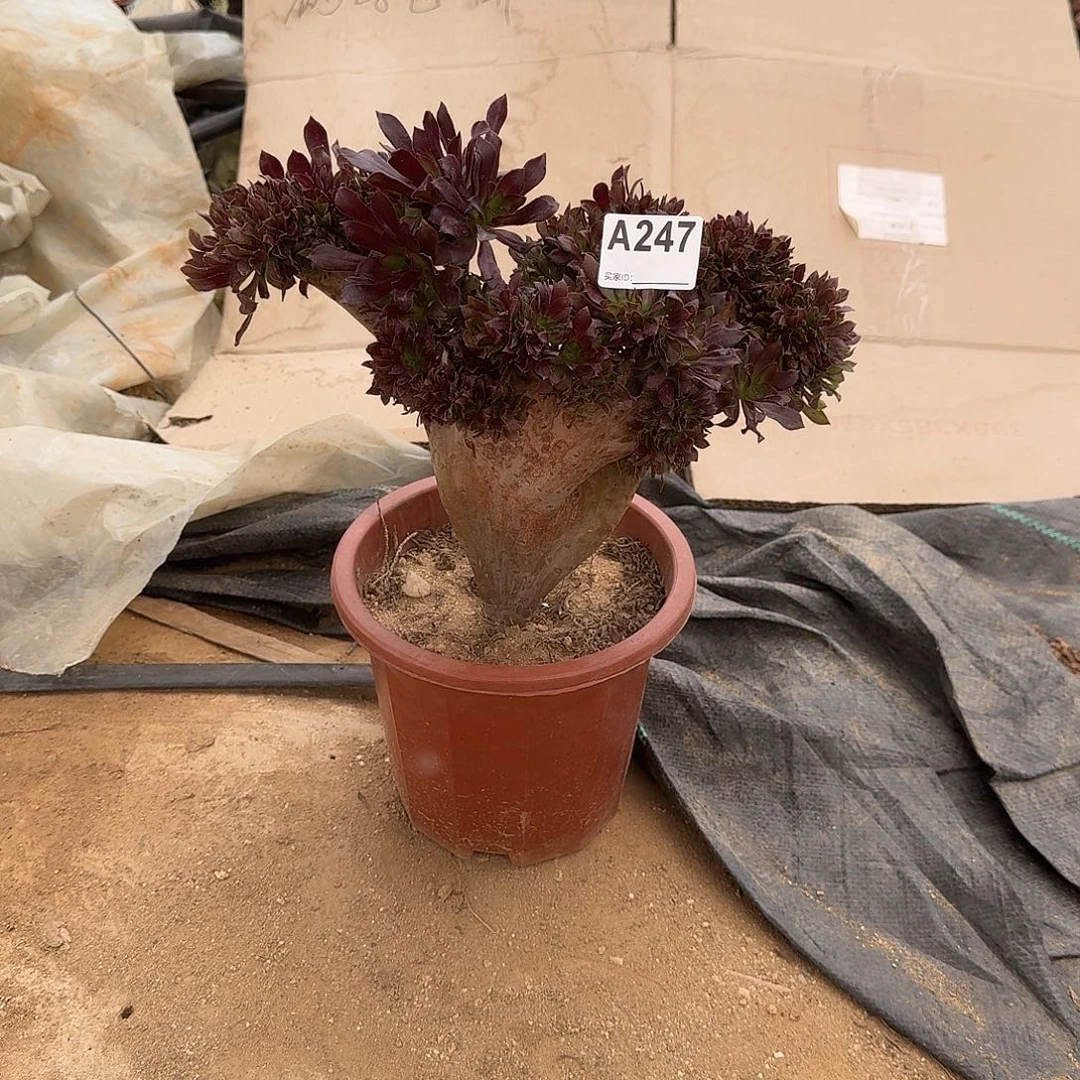 247黑法师一颗呀呀