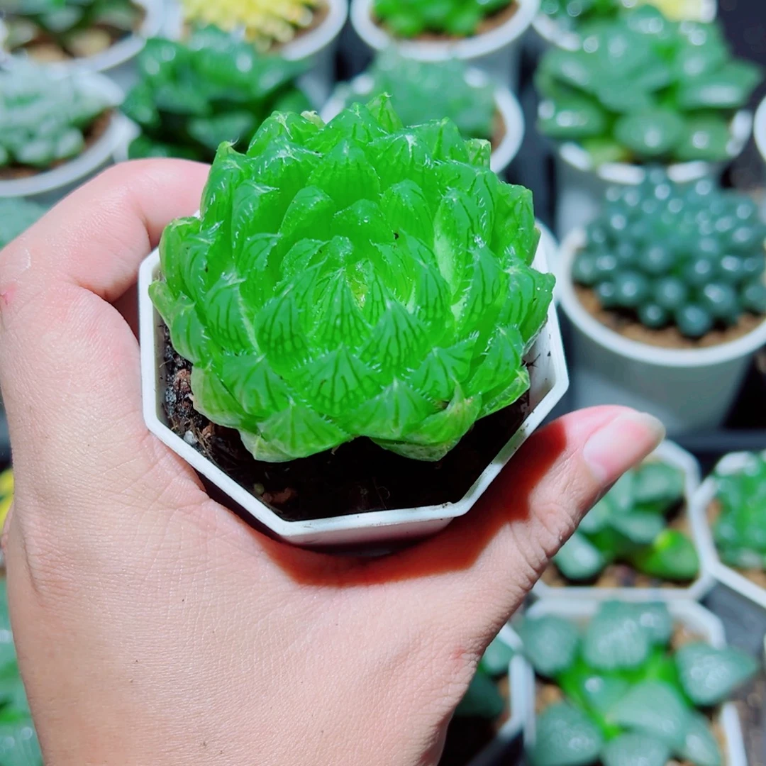 樱水晶玉露多肉植物