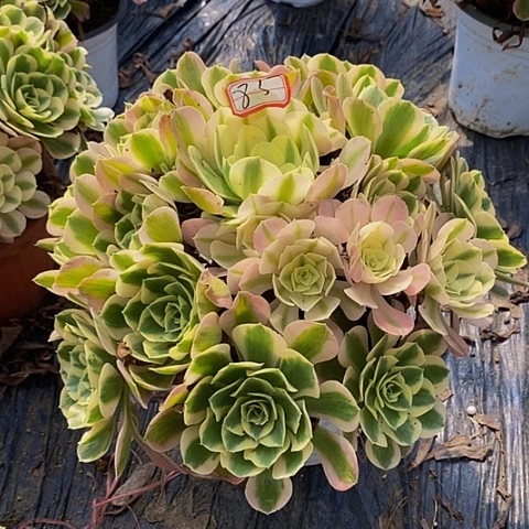 葡****丘比特老桩捧花85号