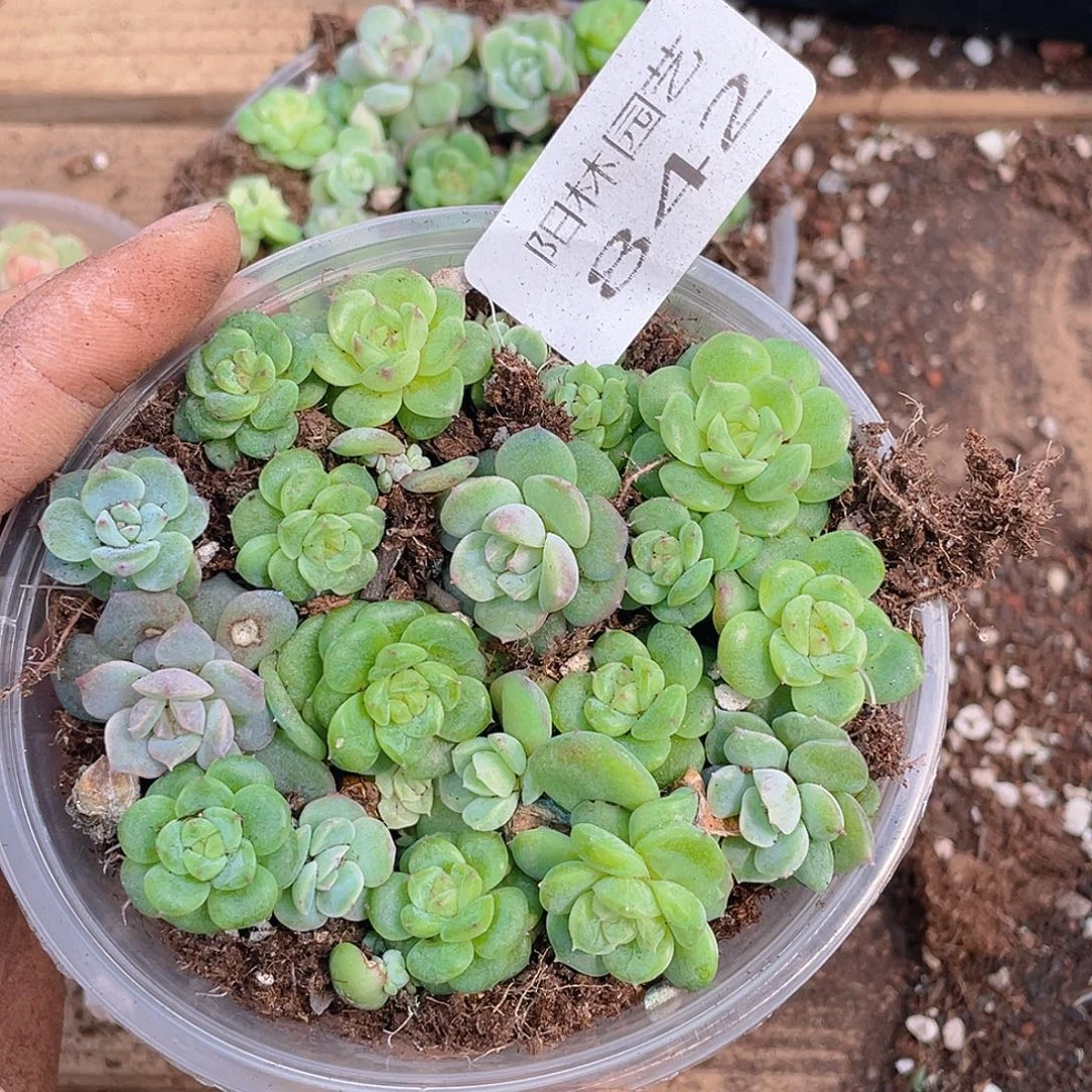 多肉植物多肉植物842