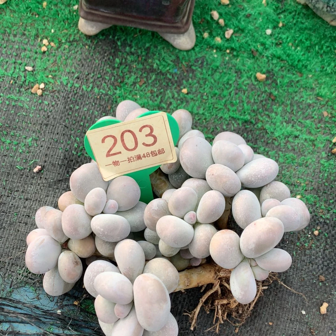 L***y烟美人老桩微瑕疵203