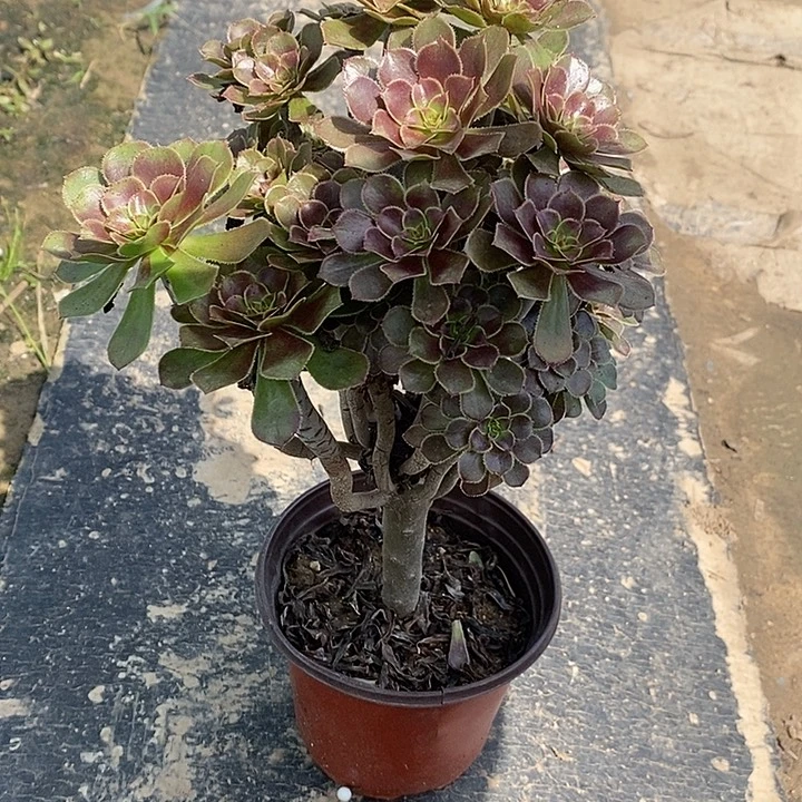 灰法砍头2多肉植物法师法师