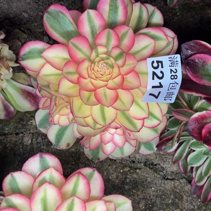 5217南荔枝多肉植物