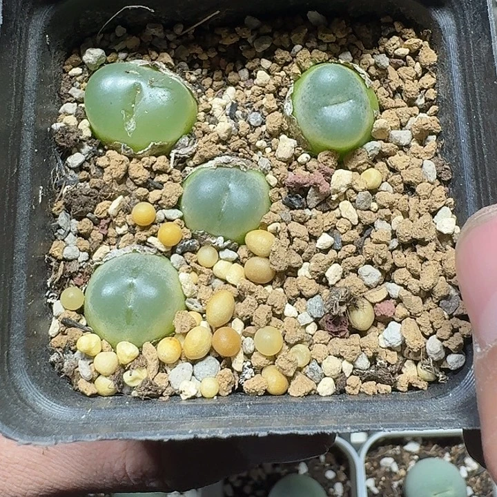 10 多肉植物多肉植物