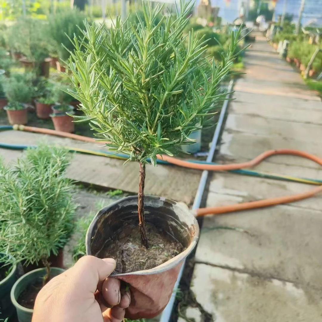 可食用植物迷迭香室内盆栽带香味大绿植客厅净化空气好养懒人花卉