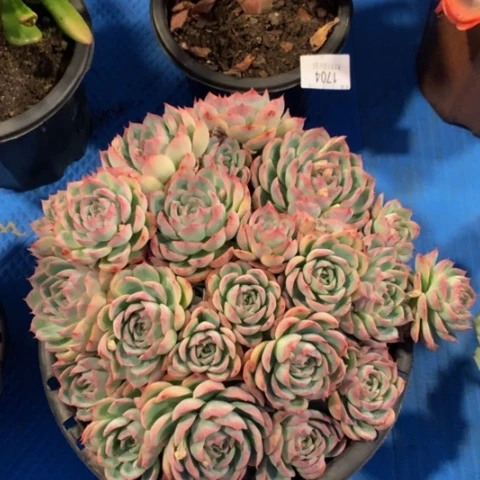 乐*源1716侧影多肉