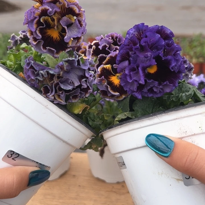 红陶抖音直播闪拍32