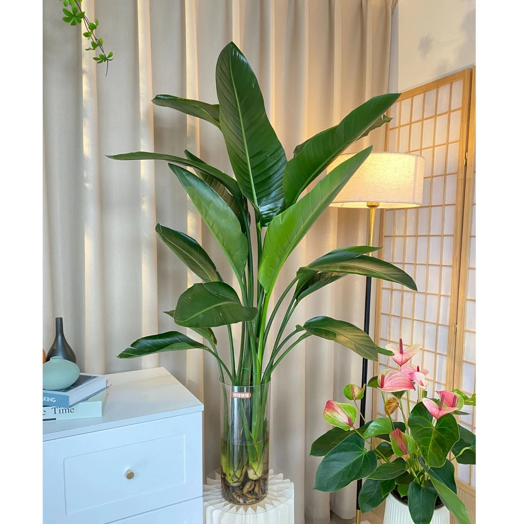 水培天堂鸟1-1.2米三株好养干净室内客厅清新空气大植物办公室摆