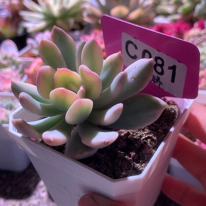 杂交锦覆轮锦有根