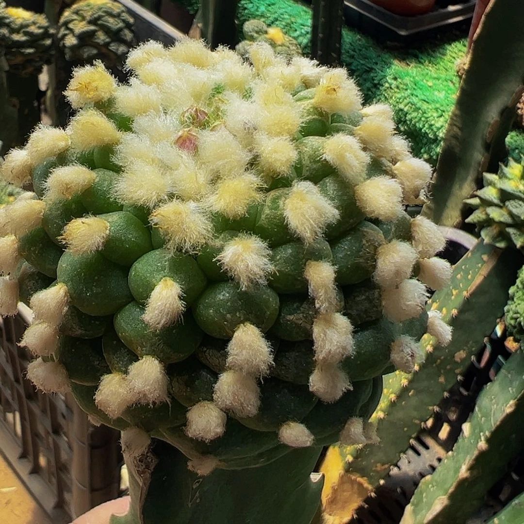 无花朵福利长毛佛头仙865