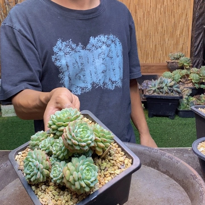 D***n380号熊猫脸多肉植物