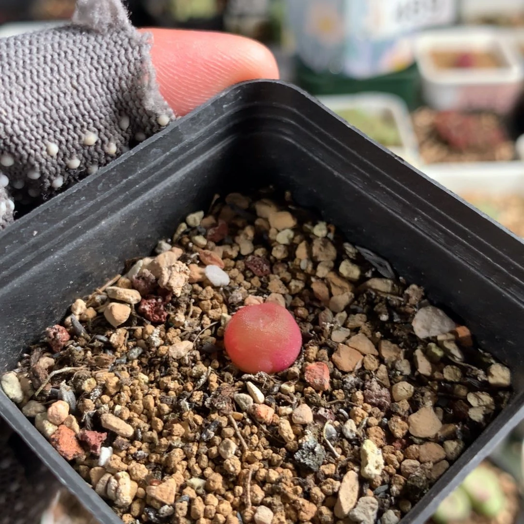 L500哈灯母本一颗