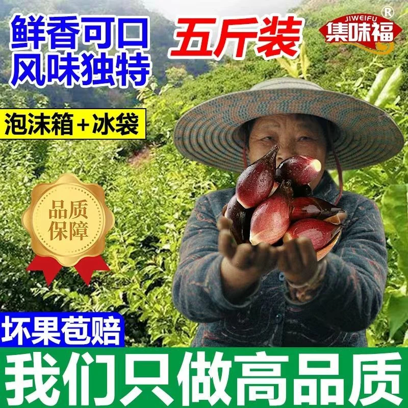 贵州新鲜洋河姜现摘新鲜阳荷姜野菜洋荷姜洋藿阳何茗荷洋火阳荷