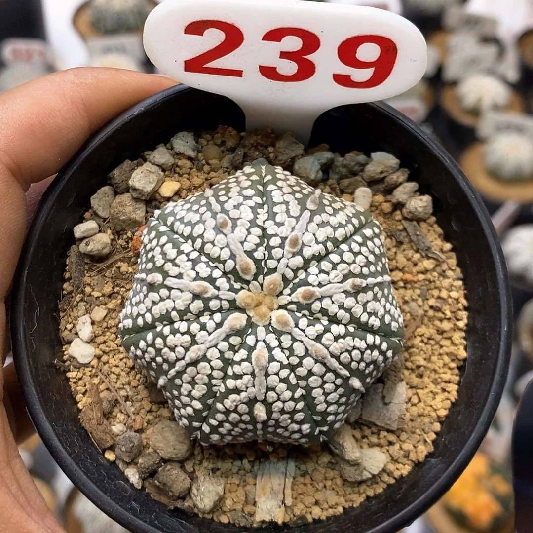 239奇迹福利特价咯