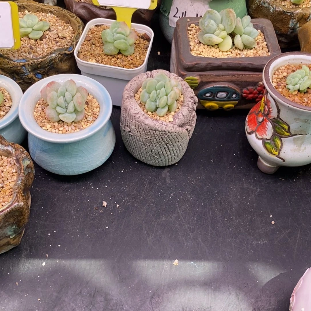 洪***k多肉铺面用麦饭石五斤，多肉用