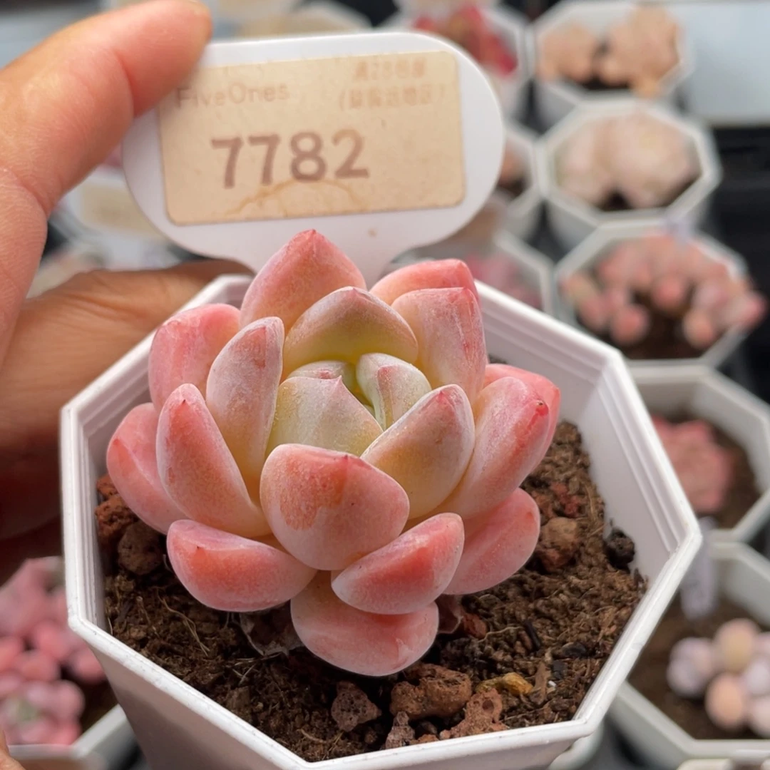 和田玉7782-5.0厘米