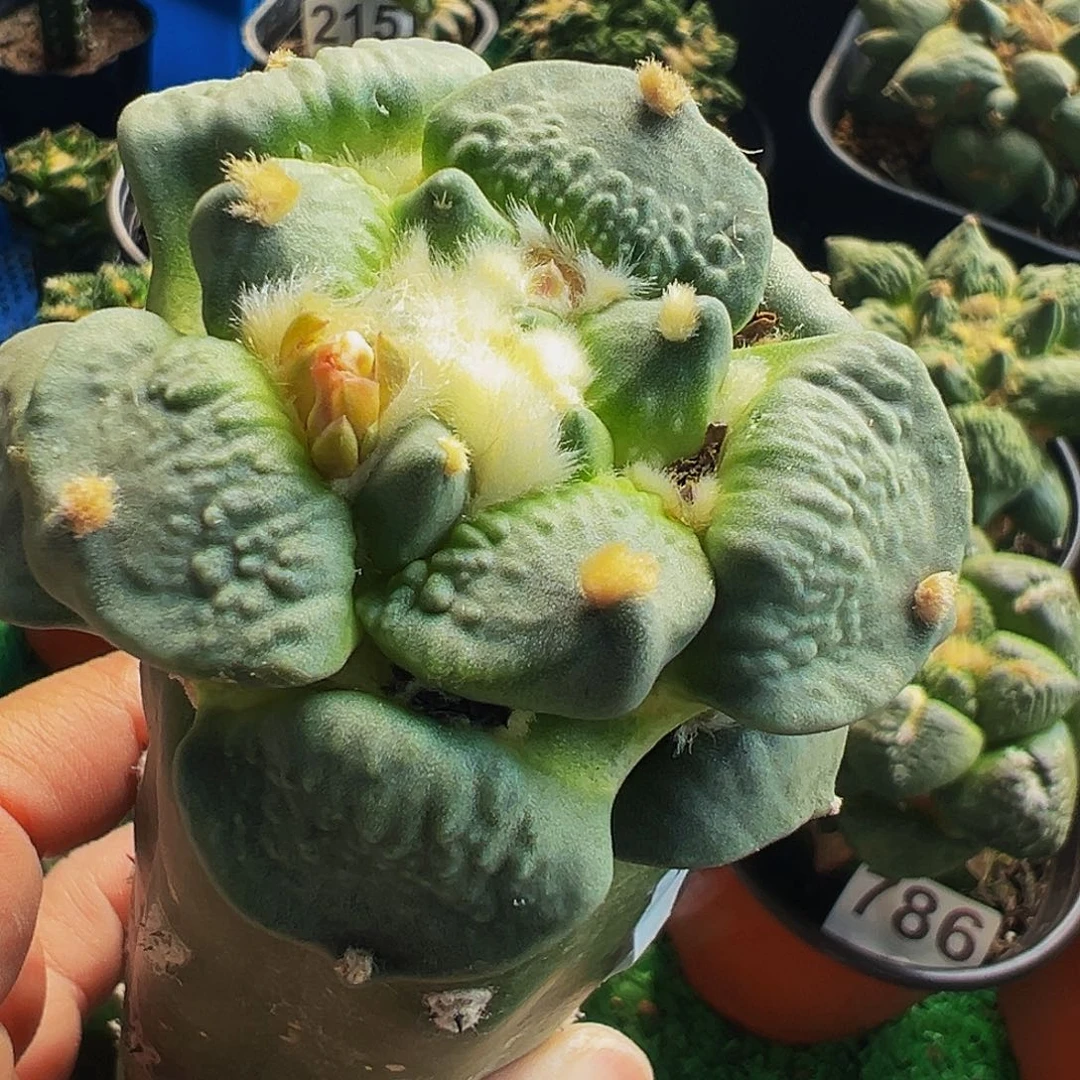 无花朵颗粒白肌龟甲怒涛717