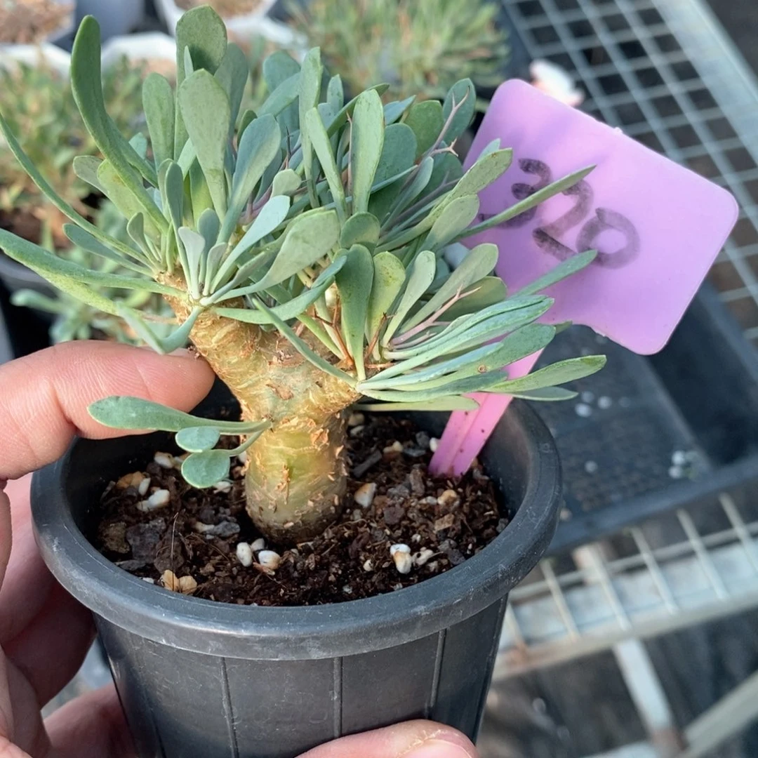黑鬼殿后墩菊多肉植物