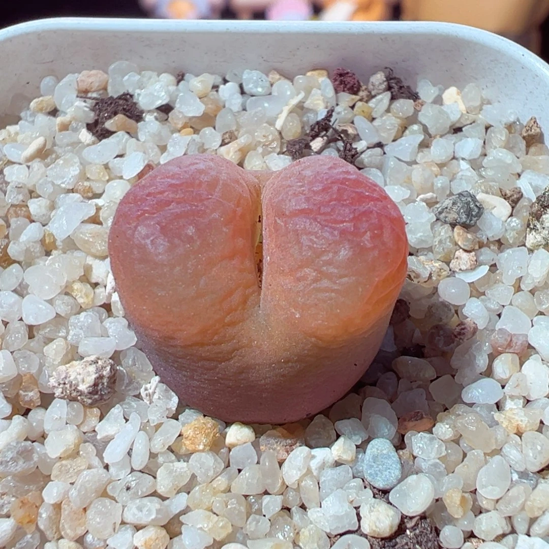 1229-354多肉多日