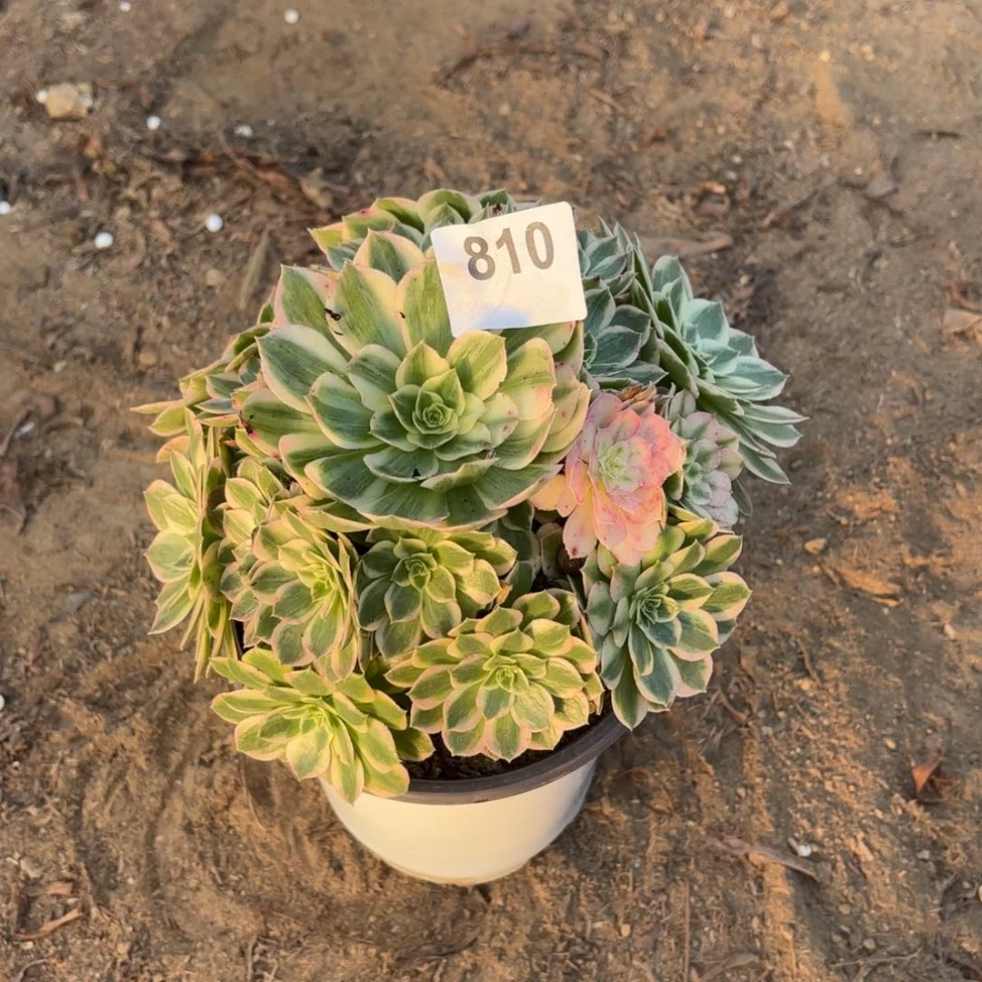 海仙多肉断枝不包810