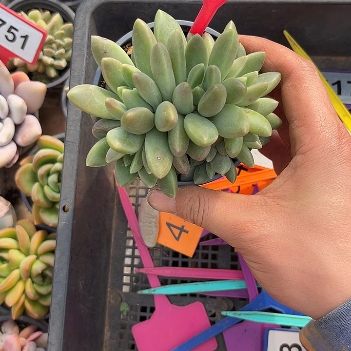 多肉植物橙色奇迹262