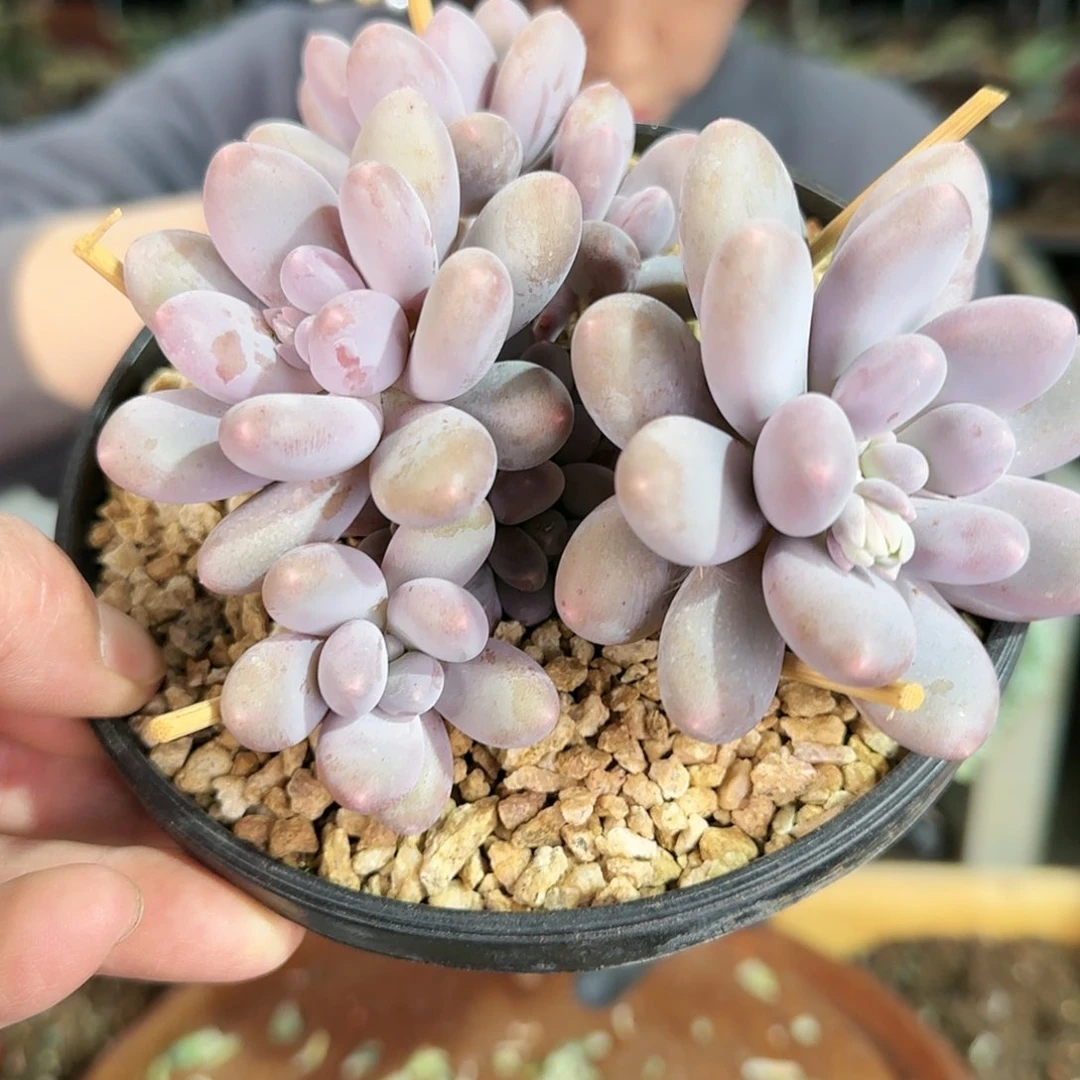 用****07130，三色美人68      盆