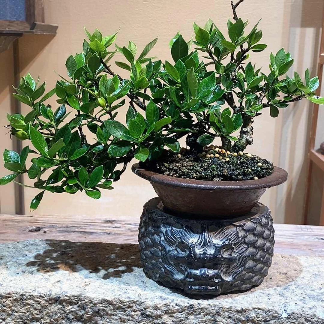 无花朵茶*栀子花