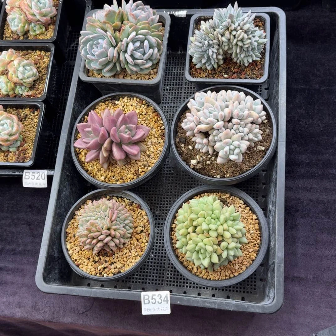 6颗一起一物一拍的B534