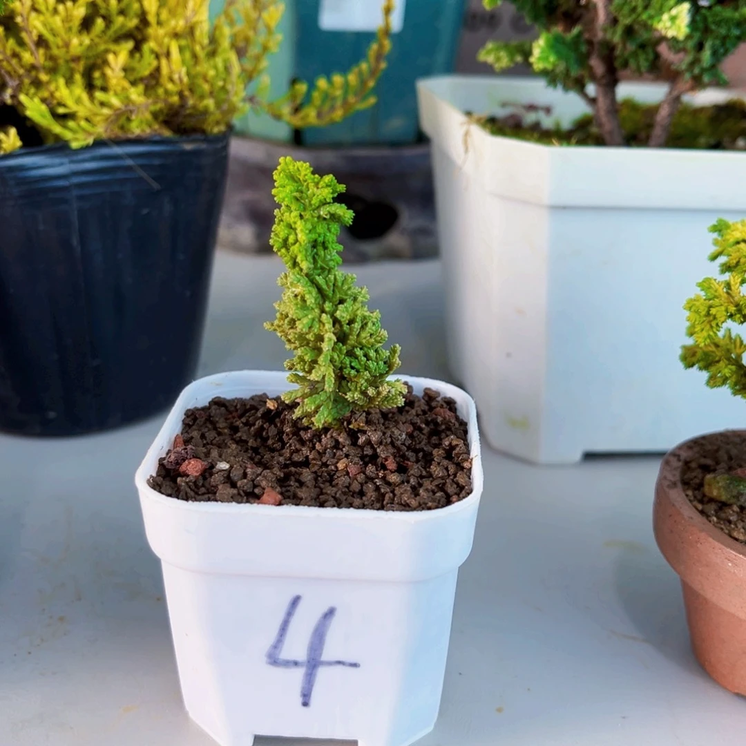 无花朵黄金油画石化桧……