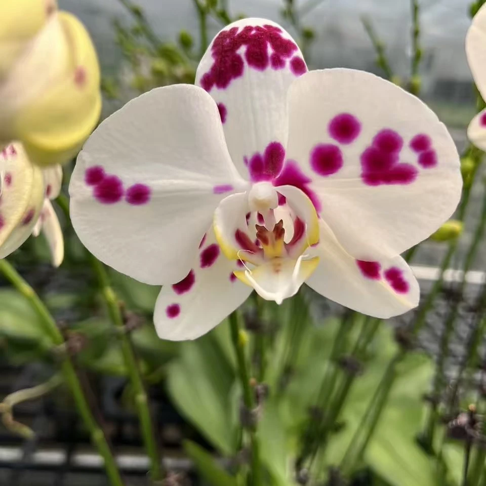 【淘花源记】马拉喀什高颜值3.0杯泼墨根系健康稀缺款