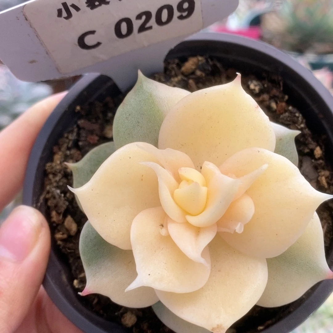 C209贝加尔湖锦锦锦锦锦