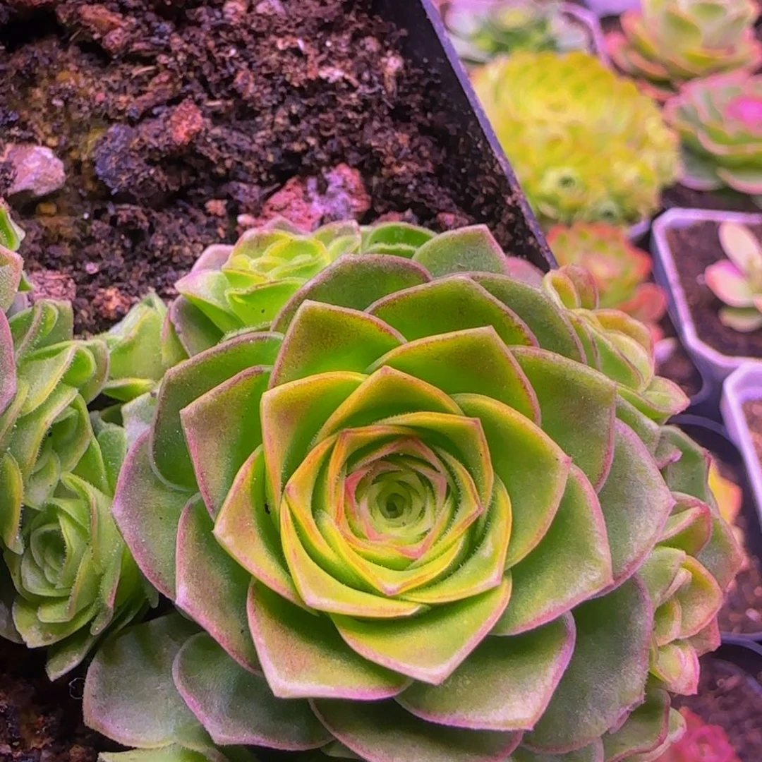 捧花新品124243527273838353